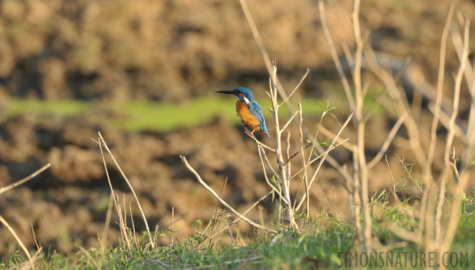 Alcedo atthis taprobana [550 mm, 1/800 sec at f / 7.1, ISO 1600]